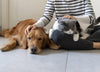 cat, cats, cat food, cat detox, Australia cat, pet detox, dog, dogs, dog food, dog detox, dog detox Australia 